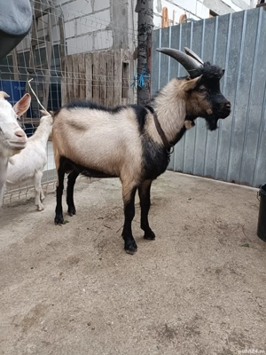 tapi ,alpin si carpatini  - imagine 4