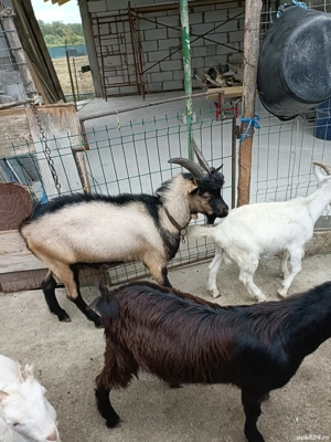 tapi ,alpin si carpatini 