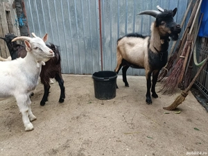 tapi ,alpin si carpatini  - imagine 2