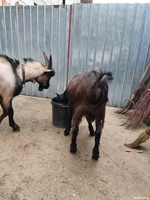 tapi ,alpin si carpatini  - imagine 3