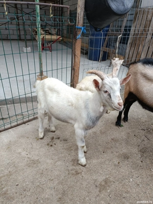 tapi ,alpin si carpatini  - imagine 5