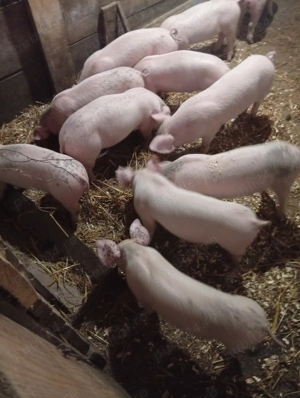 Purcei de vânzare 7 săptămâni