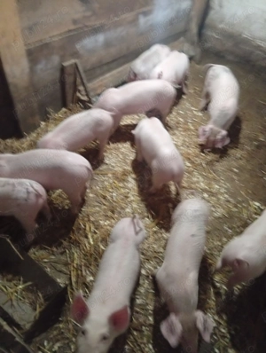 Purcei de vânzare 7 săptămâni  - imagine 3