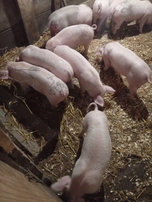 Purcei de vânzare 7 săptămâni  - imagine 2