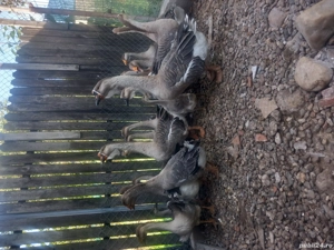 vand gaste - imagine 5 vand gaste - imagine 5