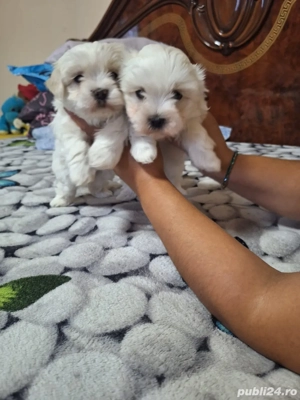 Bichon maltez mini toy - imagine 2 Bichon maltez mini toy - imagine 2