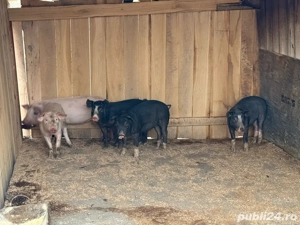 Vand porci   Am dat startul rezervarilor de Craciun! 