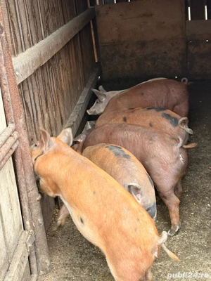 Vand porci   Am dat startul rezervarilor de Craciun!  - imagine 5