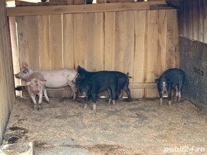 Vand porci   Am dat startul rezervarilor de Craciun!  - imagine 2