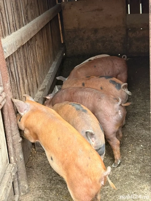 Vand porci   Am dat startul rezervarilor de Craciun!  - imagine 4