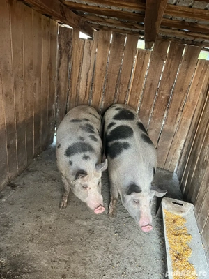 Vand porci   Am dat startul rezervarilor de Craciun!  - imagine 3