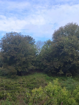 vand casa la tara - imagine 7