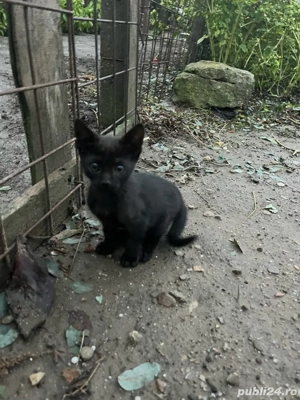 Motan bombay - imagine 2 Motan bombay - imagine 2