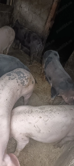 Vând porci pentru Crăciun  - imagine 2 Vând porci pentru Crăciun  - imagine 2