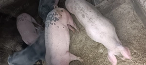 Vând porci pentru Crăciun 