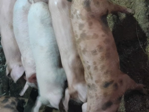 Purcei la 9 săptămâni - imagine 3