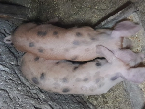 Purcei la 9 săptămâni - imagine 2