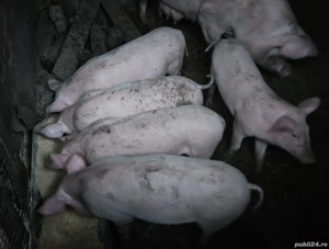 Vand purcei 2 luni - imagine 3