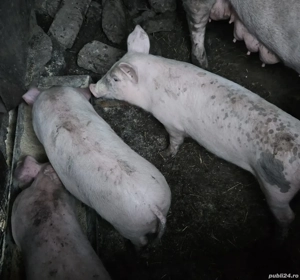 Vand purcei 2 luni - imagine 2