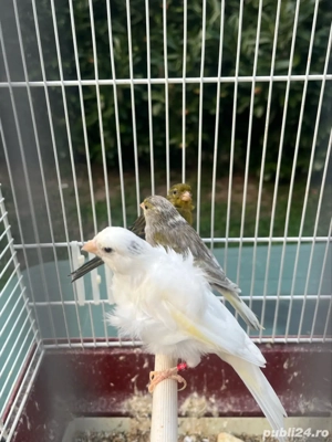 canari razza spaniol - imagine 2 canari razza spaniol - imagine 2