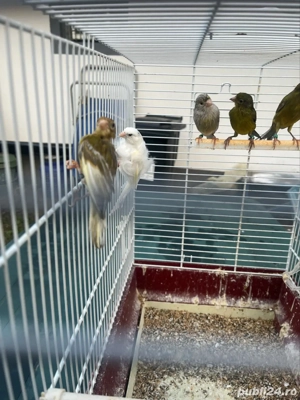 canari razza spaniol - imagine 5 canari razza spaniol - imagine 5