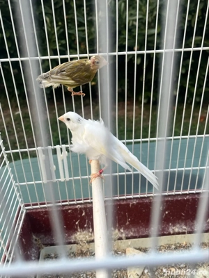 canari razza spaniol