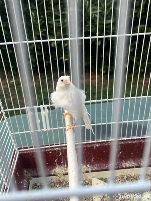 canari razza spaniol - imagine 3 canari razza spaniol - imagine 3