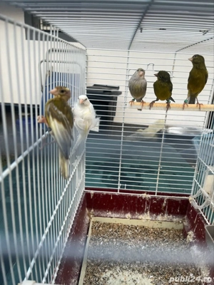 canari razza spaniol - imagine 4 canari razza spaniol - imagine 4