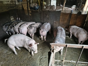 Vând porci pentru Crăciun fătați si crescuți la mine