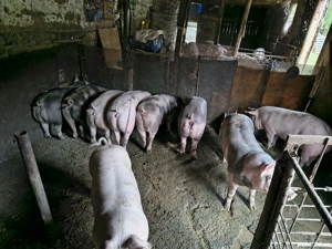 Vând porci pentru Crăciun fătați si crescuți la mine - imagine 2 Vând porci pentru Crăciun fătați si crescuți la mine - imagine 2