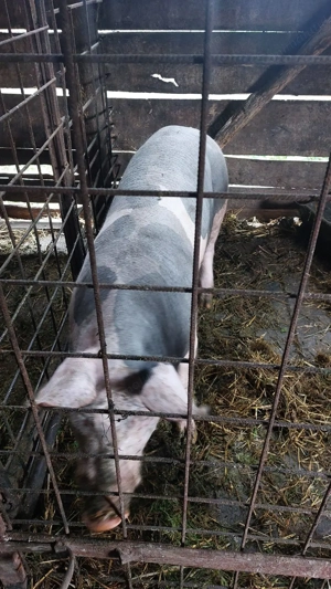 Vănd sau schimb vier Pietran  - imagine 3