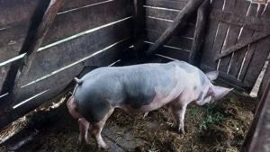 Vănd sau schimb vier Pietran  - imagine 2