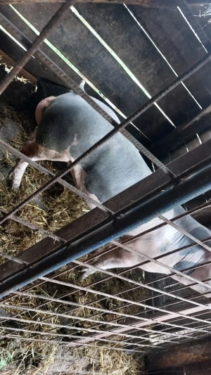 Vănd sau schimb vier Pietran 