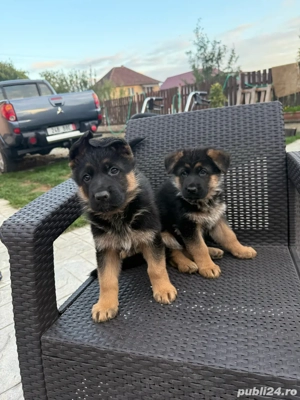 Pui ciobanesc german