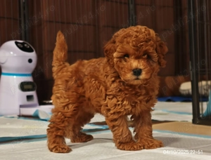 Căţeluși Toy Poodle de vânzare   - imagine 5