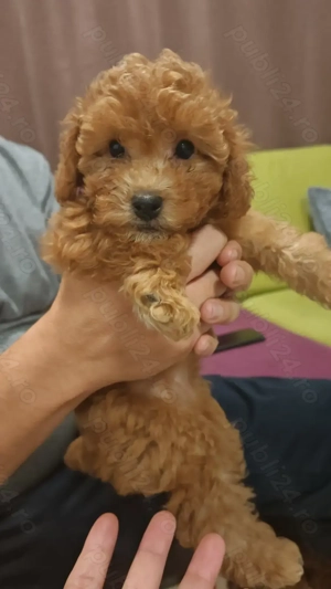 Căţeluși Toy Poodle de vânzare   - imagine 4