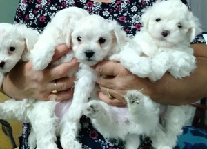 Bichon frise 8 saptamani, fetite