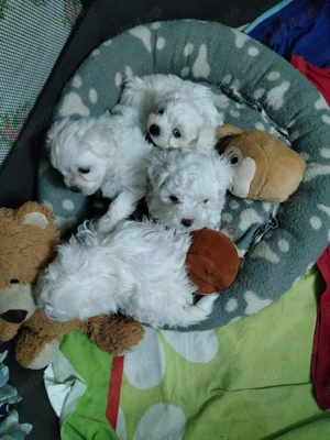 Bichon frise 8 saptamani, fetite - imagine 2