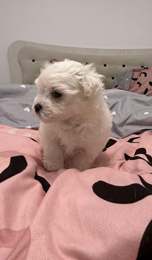 Bichon frise 8 saptamani, fetite - imagine 3