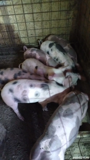 Vand purcei 30-40kg - imagine 2