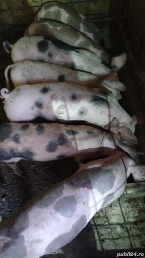 Vand purcei 30-40kg - imagine 3