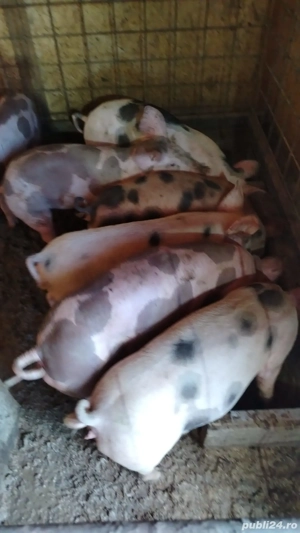 Vand purcei 30-40kg - imagine 4