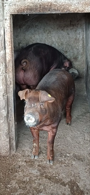 Vând Porci Duroc - imagine 3 Vând Porci Duroc - imagine 3