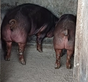 Vând Porci Duroc - imagine 2 Vând Porci Duroc - imagine 2
