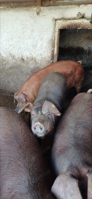 Vând Porci Duroc - imagine 4 Vând Porci Duroc - imagine 4
