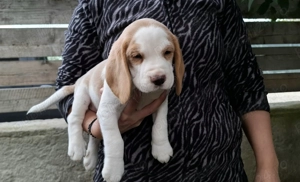 Pui beagle Bicolori din părinți cu pedigree  - imagine 6