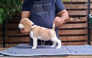 Pui beagle Bicolori din părinți cu pedigree  - imagine 3