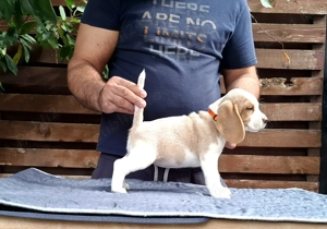 Pui beagle Bicolori din părinți cu pedigree  - imagine 5