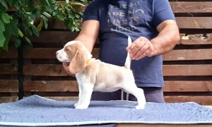 Pui beagle Bicolori din părinți cu pedigree  - imagine 2
