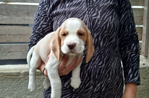 Pui beagle Bicolori din părinți cu pedigree  - imagine 4